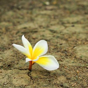 The Desert Blooms