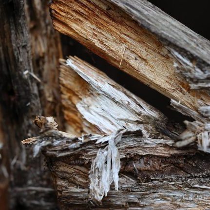 rotting-wood-6860784_1920 rotting-wood-6860784_1920